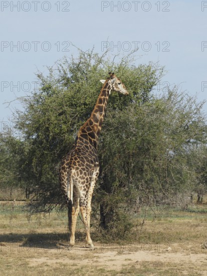 A giraffe, southern giraffe (Giraffa giraffa wardi), standing next to a tree in the vast savannah, under a blue sky, Kruger National Park, South Africa