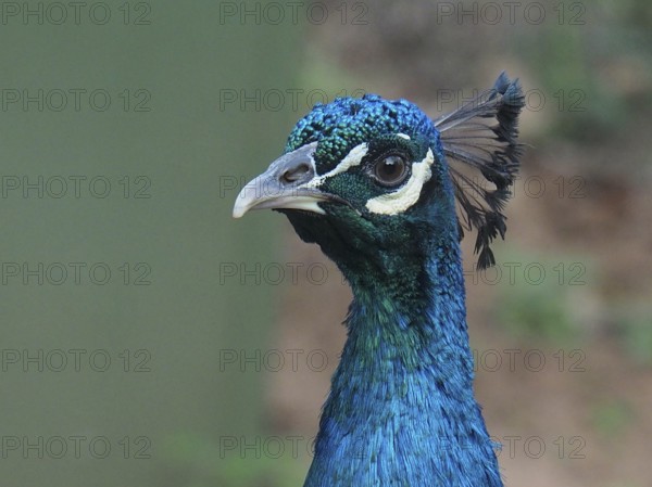 Close-up of the head of an Indian peafowl (Pavo cristatus) with detailed feathers, South Africa