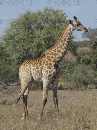 Giraffe, southern giraffe (Giraffa giraffa wardi) standing in the savannah grassland, surrounded by trees and under a clear sky, Kruger National Park, South Africa