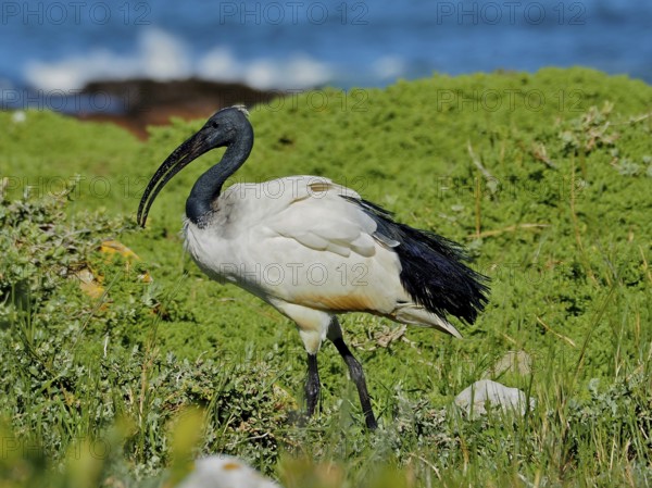 An African sacred ibis (Threskiornis aethiopicus) stands in green vegetation overlooking the water under a blue sky, Cape of Good Hope National Park, Cape Town, South Africa