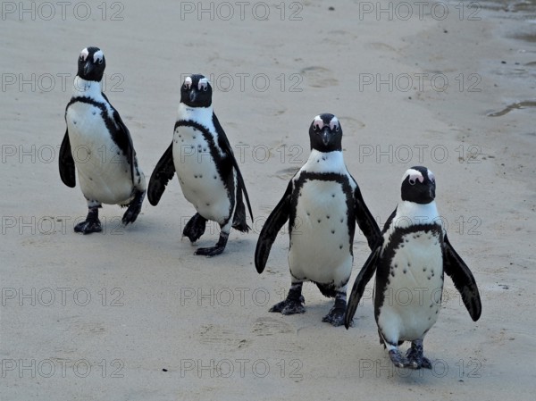 Four penguins, spectacled penguins (Spheniscus demersus), marching together across a sandy beach, Boulders Beach, Simon's Town, Cape Town, South Africa