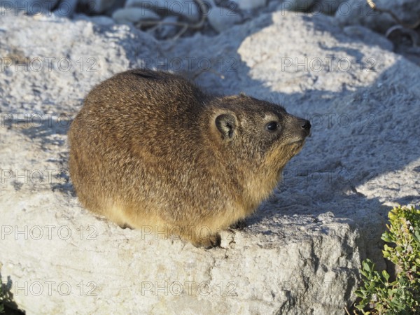 Small rock hyrax (Procavia capensis) with brown fur sitting on a sunlit rock, Hermanus, Western Cape, South Africa