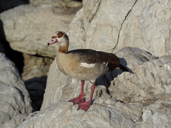Nile Goose (Alopochen aegyptiaca) on rocks, in the play of light and shadow, Boulders Beach, Simon's Town, Cape Town, South Africa