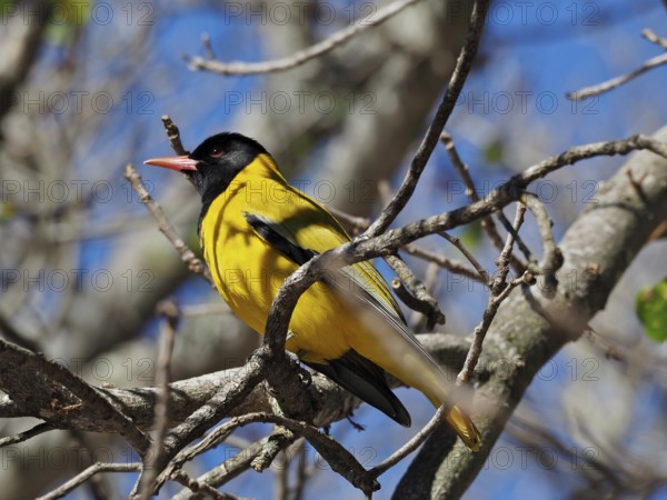 Yellow and black bird, masked oriole (Eurasian Golden Oriole larvatus), sitting on a branch under a blue sky, Addo Elephant National Park, South Africa