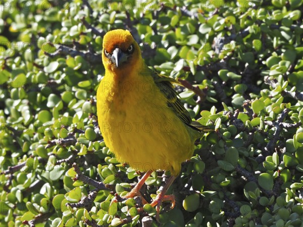 Bright yellow bird, Cape Weaver (Ploceus capensis) (Eurasian Golden Oriole capensis), sitting on green leaves in the sunlight, Addo Elephant National Park, South Africa