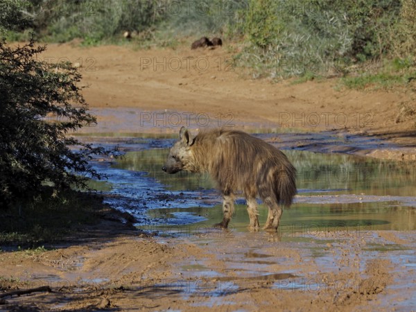 Hyena, black-backed hyena (Hyaena brunnea), standing in a water-covered, muddy area in the wilderness, Addo Elephant National Park, South Africa