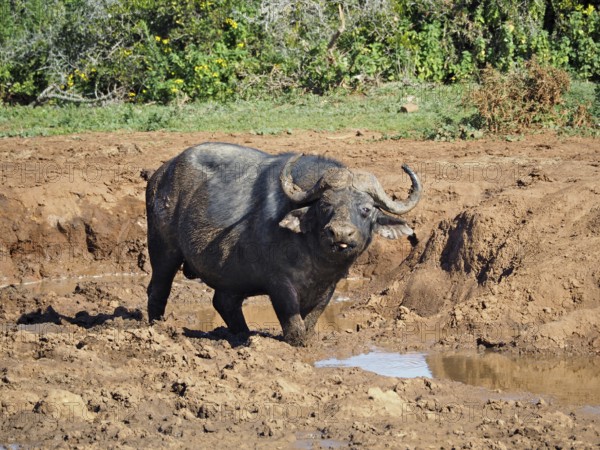 A Cape buffalo (Syncerus caffer) stands in a muddy waterhole in the savannah, surrounded by nature, Addo Elephant National Park, South Africa