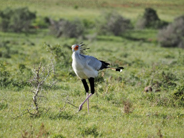 Secretary bird, secretary (Sagittarius serpentarius), with plumage stands on a green meadow in natural surroundings, Addo Elephant National Park, South Africa