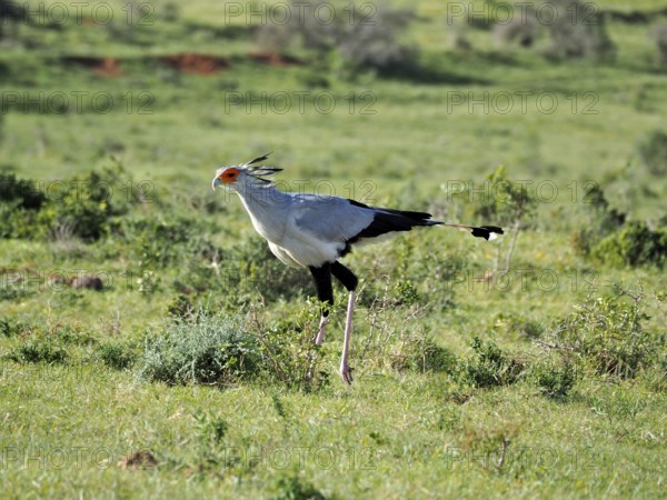 Secretary bird, Secretary (Sagittarius serpentarius), walking through a vast green landscape full of grass, Addo Elephant National Park, South Africa