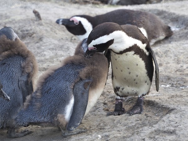 An adult penguin, spectacled penguin (Spheniscus demersus), lovingly preens a chick, accompanied by other penguins, Boulders Beach, Simon's Town, Cape Town, South Africa