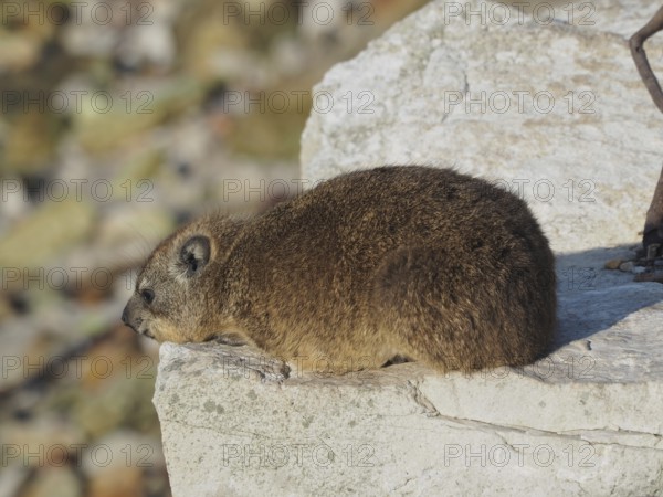 Rock hyrax (Procavia capensis) resting on a rock with a subtle background, South Africa