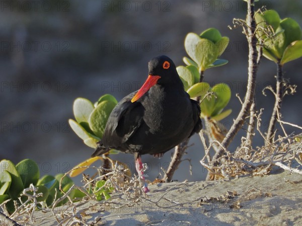 A black bird with a bright beak, African oystercatcher (Haematopus moquini), standing on sandy ground surrounded by plants, Robberg Nature Reserve, Plettenberg Bay, South Africa