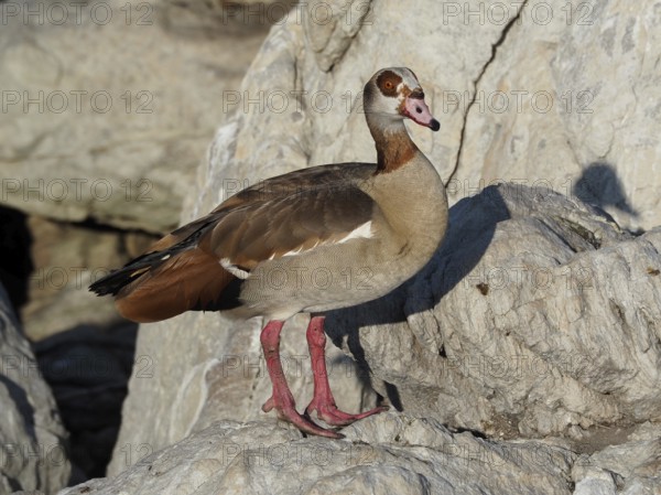 Goose with conspicuous markings, Nile Goose (Alopochen aegyptiaca), posing on rocks in the sunlight, Boulders Beach, Simon's Town, Cape Town, South Africa