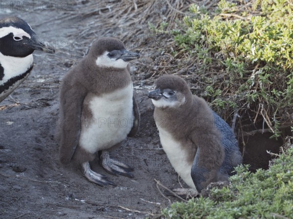 Two young penguin chicks sitting together in the nest with an adult penguin, African penguin (Spheniscus demersus), Boulders Beach, Simon's Town, Cape Town, South Africa