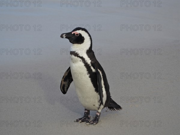 A single penguin, spectacled penguin (Spheniscus demersus), standing quietly on sandy ground, Boulders Beach, Simon's Town, Cape Town, South Africa