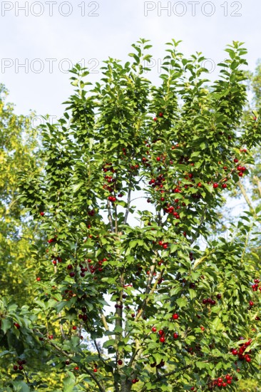 Sour cherries (Prunus cerasus) ripen on a young cherry tree and glow red