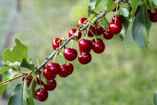 Sour cherries (Prunus cerasus) ripen on the cherry tree and glow red