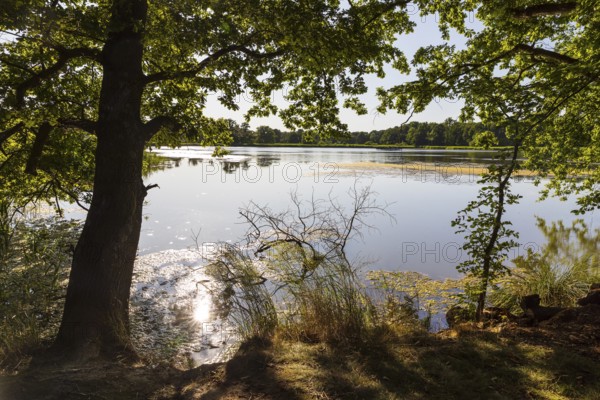 Am Brösaer Teich, Guttauer Teiche, Oberlausitzer Heide- und Teichlandschaft, Guttau, Saxony, Germany