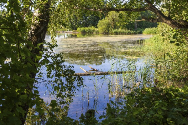 Parish pond with trees and reed belt, Guttau ponds, Upper Lusatian heath and pond landscape, Guttau, Saxony, Germany