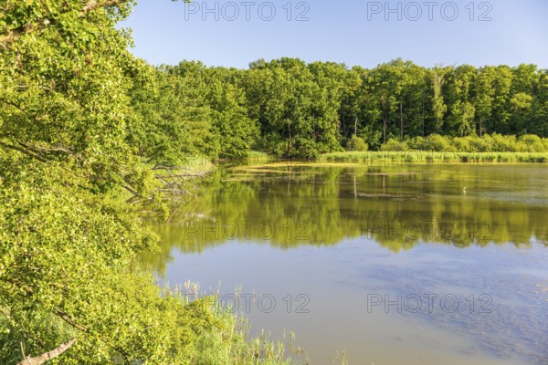 Brösaer Teich, Guttauer Teiche, Oberlausitzer Heide- und Teichlandschaft, Guttau, Saxony, Germany
