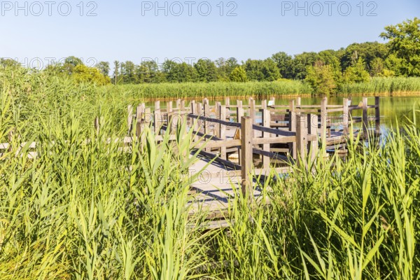 Wooden trail and viewing platform through the reed belt at Langteich, Guttau ponds, Upper Lusatian heath and pond landscape, Guttau, Saxony, Germany