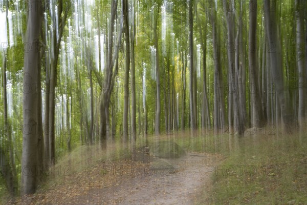 Path through the beech forest, blurred, camera waved, Stubbenkammer, Jasmund National Park, Rügen, Mecklenburg-Western Pomerania, Germany