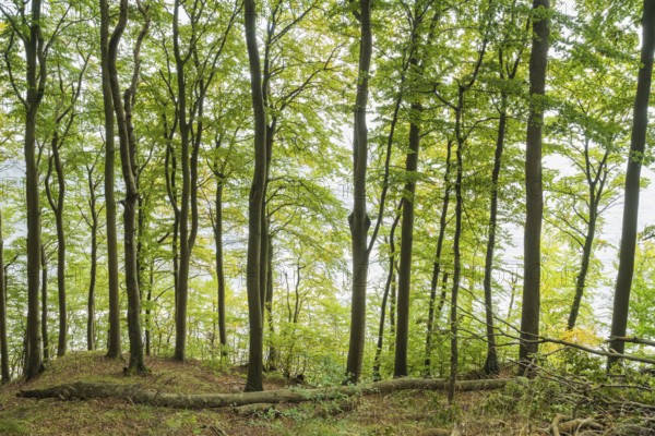 Beech forest, view towards the Baltic Sea, back light, Stubbenkammer, Jasmund National Park, Rügen, Mecklenburg-Western Pomerania, Germany