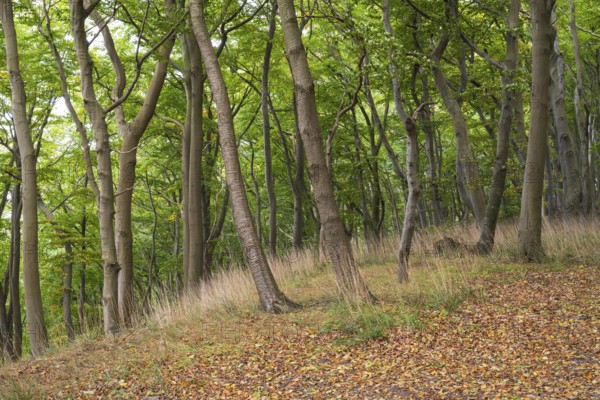 Beech forest, Stubbenkammer, Jasmund National Park, Rügen, Mecklenburg-Western Pomerania, Germany