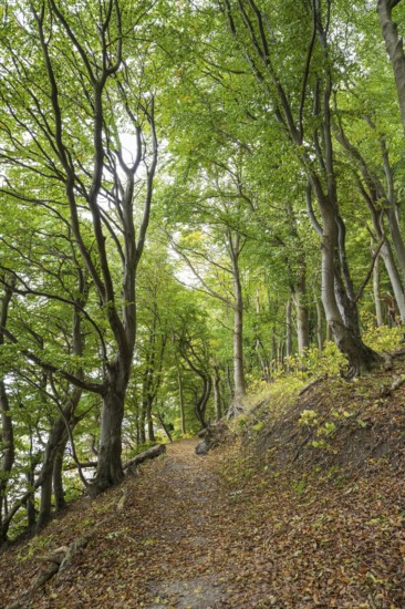 Trail through beech forest, slope with sea view, Stubbenkammer, Jasmund National Park, Rügen, Mecklenburg-Western Pomerania, Germany
