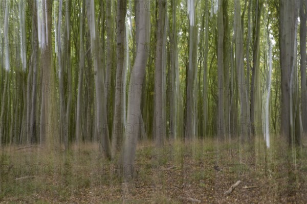 Beech forest blurred, camera swung, Stubbenkammer, Jasmund National Park, Rügen, Mecklenburg-Western Pomerania, Germany