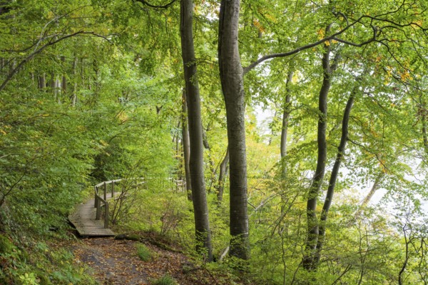 Trail through the beech forest, wooden plank path with railing, Stubbenkammer, Jasmund National Park, Rügen, Mecklenburg-Western Pomerania, Germany