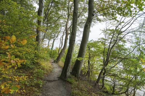 Trail through the beech forest, Stubbenkammer, Jasmund National Park, Rügen, Mecklenburg-Western Pomerania, Germany