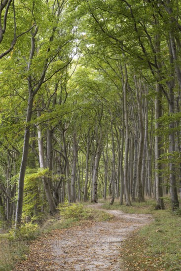 Trail through the beech forest, Stubbenkammer, Jasmund National Park, Rügen, Mecklenburg-Western Pomerania, Germany