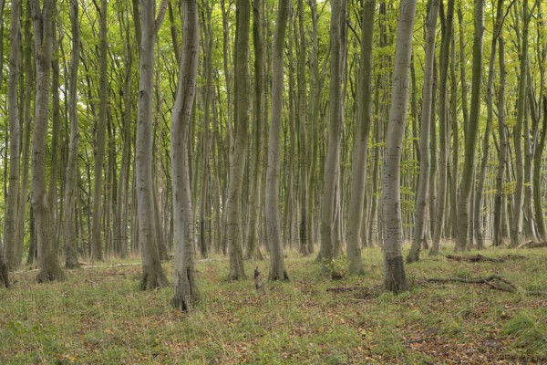 Beech forest, numerous dense tree trunks, Stubbenkammer, Jasmund National Park, Rügen, Mecklenburg-Western Pomerania, Germany