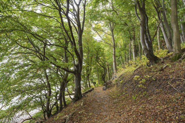 Trail through beech forest, slope with sea view, Stubbenkammer, Jasmund National Park, Rügen, Mecklenburg-Western Pomerania, Germany