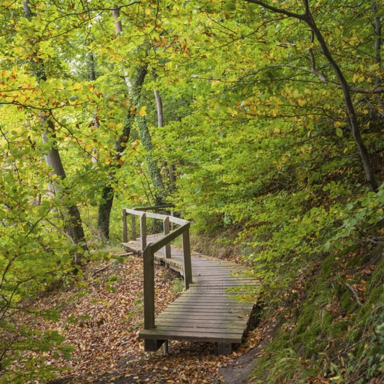Path through the beech forest, wooden plank path with railing, Stubbenkammer, Jasmund National Park, Rügen, Mecklenburg-Western Pomerania, Germany