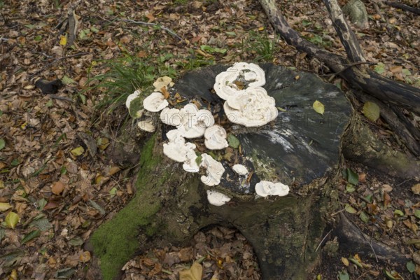 White tree mushrooms on a tree stump, Jasmund National Park, Rügen, Mecklenburg-Western Pomerania, Germany