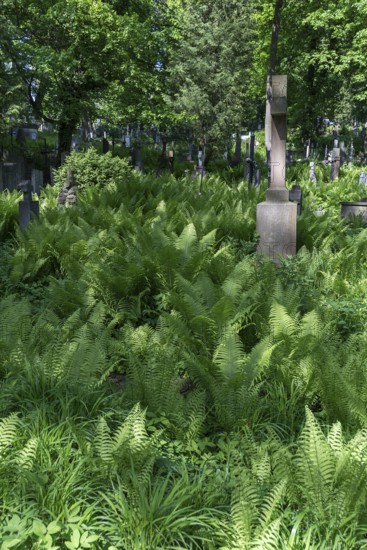 Ferns at Lützenhofer Cemetery Lychakivskiy Cemetery, Lviv, Galicia, Ukraine