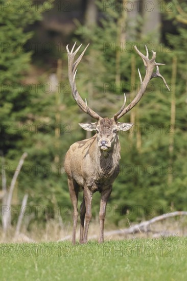 Red deer (Cervus elaphus) during the rutting season, capital stag in a forest clearing, wildlife, autumn, Sauerland, North Rhine-Westphalia, Germany