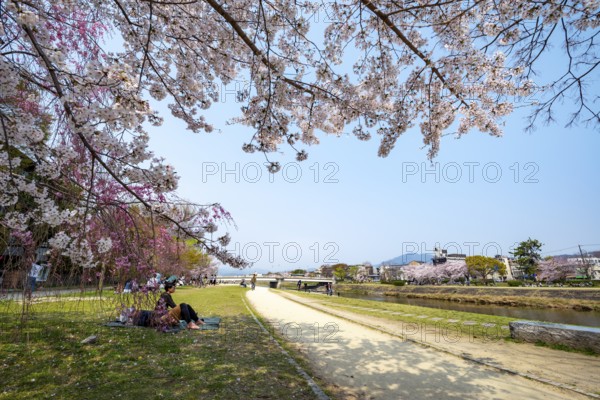 Cherry blossoms in a park on the Kamo River, Kyoto, Japan
