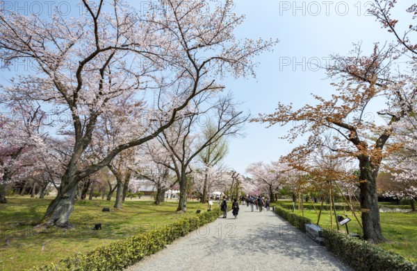 Blooming cherry trees in Seiryu-en Garden, Sakura, former imperial villa Nijo Castle, Kyoto, Japan