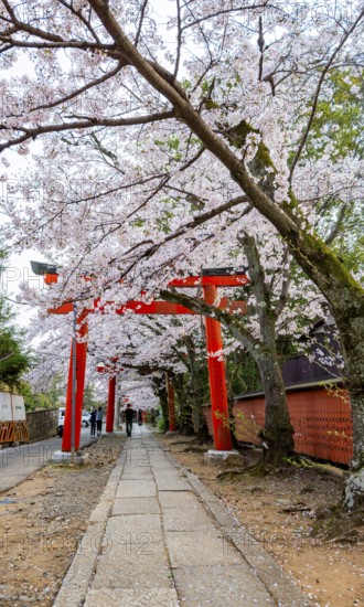 Blooming cherry trees, red torii gates at Takenaka-Inari-Jinja Shrine, Kyoto, Japan