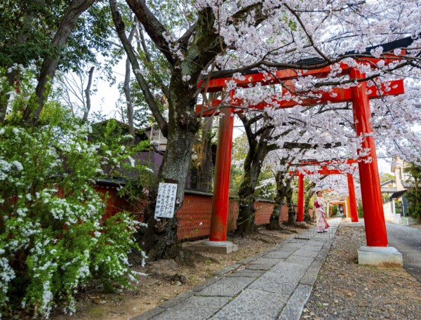 Japanese woman wearing kimono under blossoming cherry trees, Torii Gate at Takenaka-Inari-Jinja Shrine, Kyoto, Japan