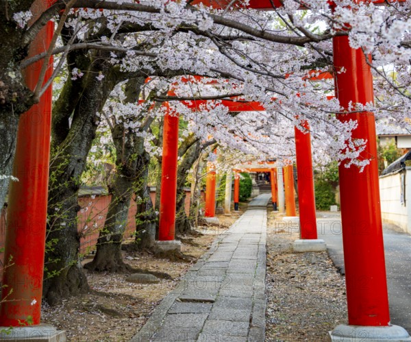 Blooming cherry trees, red torii gates at Takenaka-Inari-Jinja Shrine, Kyoto, Japan