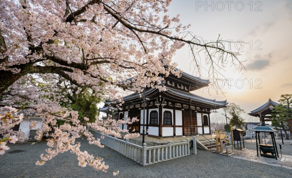 Nokotsudo in evening light with blooming cherry trees, Buddhist temple, Konkai-Komyoji temple, Kyoto, Japan