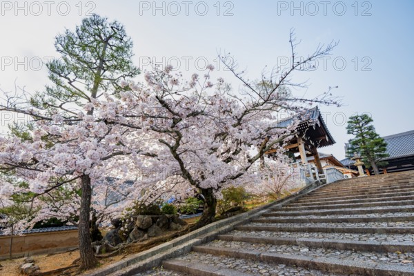 Shoro Bell Tower and Blooming Cherry Trees, Konkai-Komyoji Temple, Buddhist Temple, Kyoto, Japan