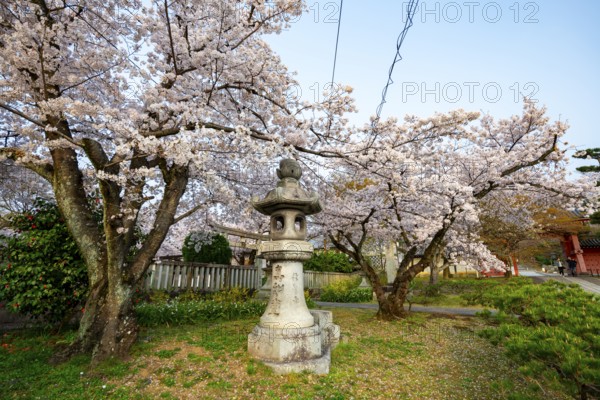 Stone lantern and blooming cherry trees, Shinsho Gokurakuji or Shinnyo-do temple, Japanese cherry blossom, Kyoto, Japan