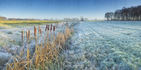 View across a pasture along a small ditch where bulrushes (Typha) grow, Wehden, Cuxhaven, Lower Saxony, Germany
