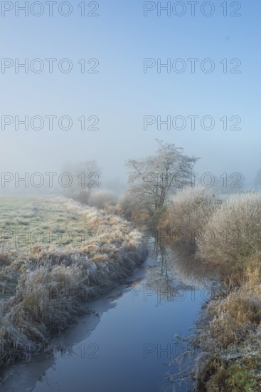 View along a ditch where trees and grasses grow on the shore and the morning dew is frozen, Winter, Wehden, Cuxhaven, Lower Saxony, Germany
