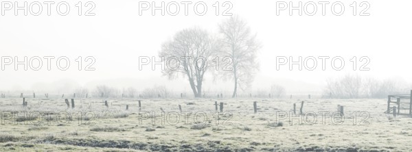 Picture of two trees defusing back light in winter, winter, Wehden, Cuxhaven, Lower Saxony, Germany